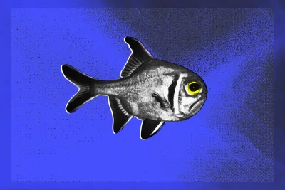 Polusi Cahaya Bikin Ikan Hidup Sengsara, Temuan Peneliti
