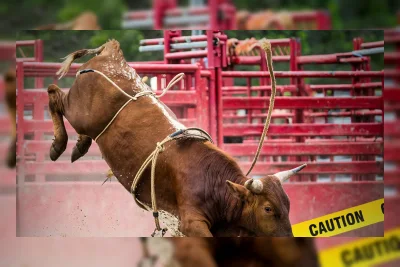 Pembalap Bantul Terinjak di Rodeo New York, Video Syok Beredar