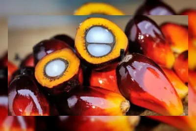 Kemendag Tetapkan HPE dan HR Juli 2026: Kakao dan Pinus Naik, CPO Turun