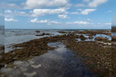 Air Tanah Ternyata Bantu Ekosistem Laut Simpan Karbon