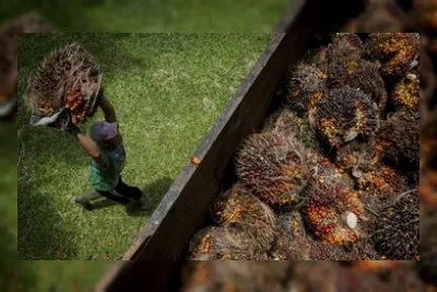 Amran Klaim Hilirisasi Sawit Dkk Bisa Hasilkan Setara 10 Tahun APBN