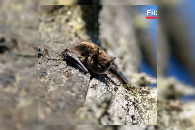 Anak Laki-Laki di Kanada Meninggal Akibat Rabies Setelah Kontak dengan Kelelawar