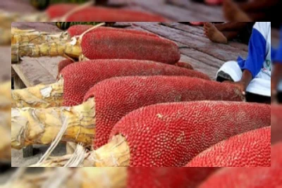 Warga Protes Lokasi Koperasi Desa Merah Putih di Pati, Pemdes Buka Alasan