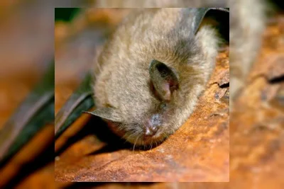 Anak Laki-Laki di Kanada Meninggal Akibat Rabies Setelah Terpapar Kelelawar