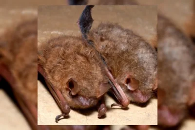 Anak 11 Tahun di Kanada Meninggal Akibat Rabies Setelah Terpapar Kelelawar