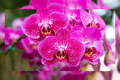 6 Bunga Pembawa Rezeki dan Keberuntungan, Cocok untuk Ditanam di Rumah