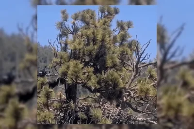 Elang Botak Sandy dan Luna Kembali ke Sarang di Hutan San Bernardino