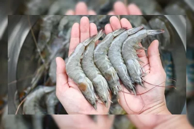 Fenomena Udang Naik ke Daratan: Sinyal Gangguan Ekosistem Sungai