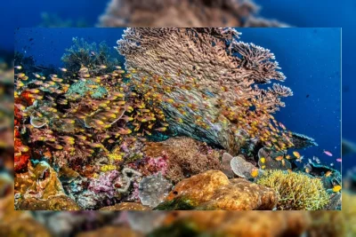 2.671 Substrat Karang Dipasang di Kepulauan Seribu untuk Percepat Pemulihan Terumbu Karang