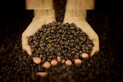 5 Jenis Kopi Terbaik dari Indonesia yang Mendunia
