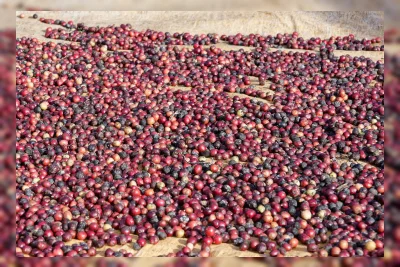 Potensi Besar Industri Kopi Indonesia, dari Produksi hingga Ekspor yang Terus Meningkat
