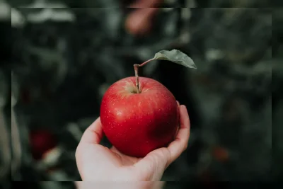 Contoh Teks Laporan Hasil Observasi tentang Buah Apel, Naga, dan Manggis