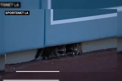Bayi Rakun Menggemaskan 'Invasi' Stadion Dodgers, Curi Perhatian