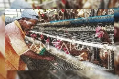 Pemerintah dan Pemangku Kepentingan Sepakati Penyesuaian Harga Ayam dan Telur