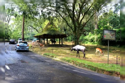 5 Jalur Alternatif Anti Macet ke Puncak Bogor dan Rekomendasi Wisata Keluarga 2026