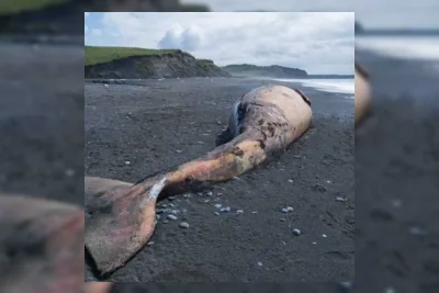 Paus Abu-Abu Terdampar Massal di Pantai Pasifik, Aktivis Desak Perlindungan Federal