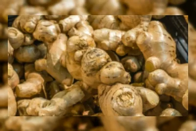 Limbah Jahe Disulap Jadi Biobriket, Energi Bersih dari Residu Penyulingan