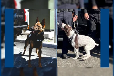 Sersan Kantor Sheriff Salem County Didakwa Atas Kematian Dua Anjing Polisi Akibat Panas