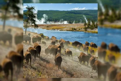 Bison Serang dan Lukai Turis di Taman Nasional Yellowstone