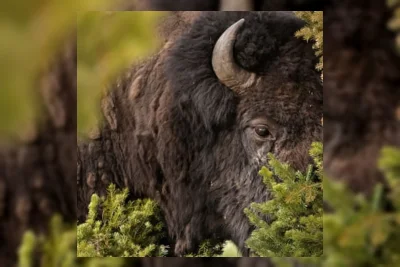 Bison Serang dan Lukai Parah Turis di Taman Nasional Yellowstone