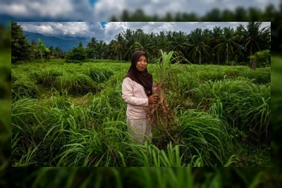 Desa Pulu Pulihkan Lahan Banjir dengan Sereh Wangi, Hasilkan Minyak Atsiri Bernilai Ekspor
