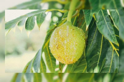 Buah Sukun Diprediksi Jadi Superfood Masa Depan Indonesia