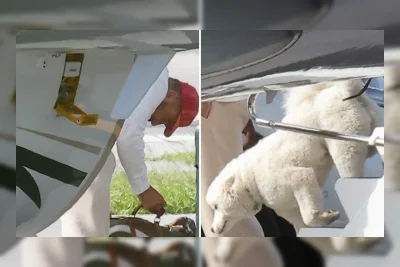 Anjing Taylor Swift dan Travis Kelce Akhirnya Terungkap