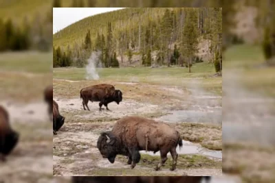 Bison Serang Pria Washington di Taman Nasional Yellowstone