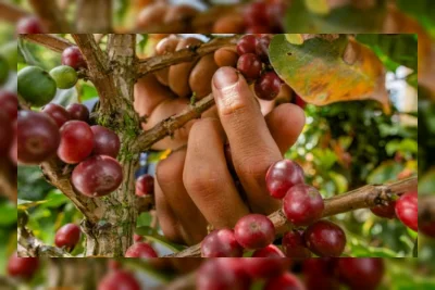 Meningkatkan Produksi Kopi Tanpa Merusak Hutan, Ini Solusi UNCTAD