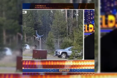 Wisatawan Lansia Alami Patah Tulang Paha Akibat Serangan Bison di Yellowstone