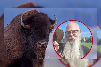 Bison Yellowstone yang Viral Lempar Turis Tak Akan Dieutanasia