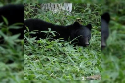 Otoritas Jepang Buru Beruang Hitam yang Bobol 14 Rumah