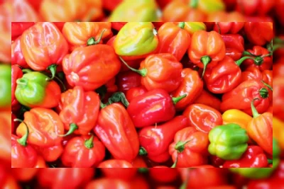 Cabai Habanero Terpedas Kini Dikembangkan di Indonesia, Apa Keunggulannya Dibanding Varietas Impor?