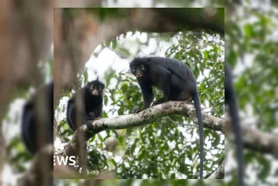 Ilmuwan Temukan Spesies Monyet Baru di Hutan Hujan Kongo