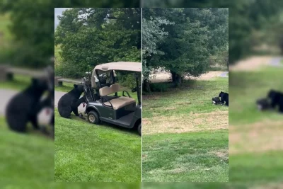 Beruang Hitam Curi Tas Klub Golf dari Kereta di British Columbia
