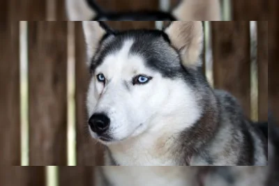 Anjing Husky Dibacok di Bekasi, Polisi Terjunkan Unit K9