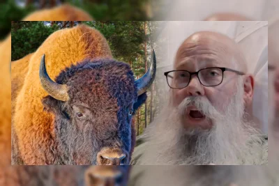 Korban Serangan Bison di Yellowstone Ceritakan Pengalaman Mengerikan dari Rumah Sakit