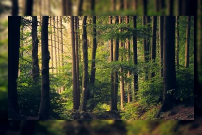 Hutan Bisa Jadi Ruang Terapi di Tengah Polusi dan Krisis Iklim, Ini Manfaatnya