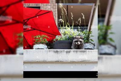 Viral Raccoon Berduri Pendek Picu Gelombang Merchandise Online