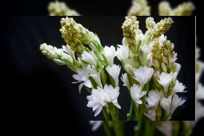 5 Parfum Lokal Wangi Bunga Sedap Malam, Aromanya Elegan dan Tahan Lama