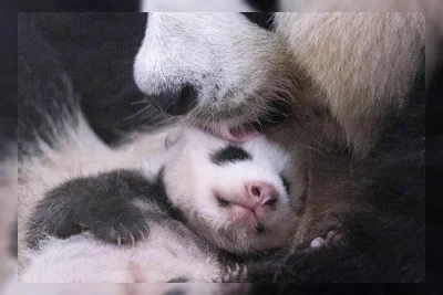 Anak Panda di Everland Buka Mata dan Merangkak di Usia 50 Hari