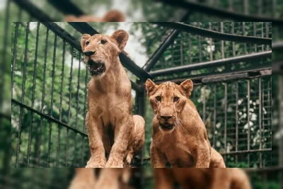 Koleksi Satwa Kebun Binatang Surabaya dan Kondisinya Usai Kasus Korupsi Eks Dirut