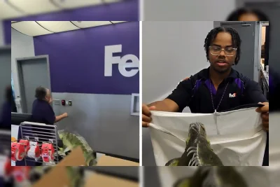 Iguana Hidup Melompat dari Paket FedEx, Pekerja Lari Ketakutan