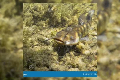 Studi Temukan Kanker Menular Langka pada Ikan Lele di Amerika Utara