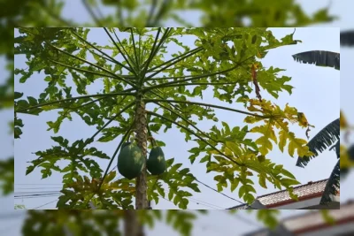 Rahasia Berkebun di Tengah Kota dari Tani Kota Sejati-58 Kebagusan