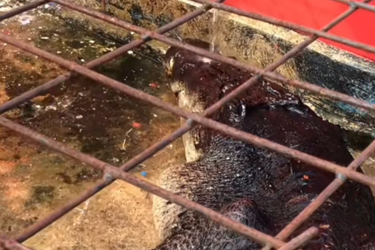 Buaya Raksasa 585 Kg di Riau Mati Misterius, Perutnya Berisi Televisi Tabung hingga Pisau Tajam