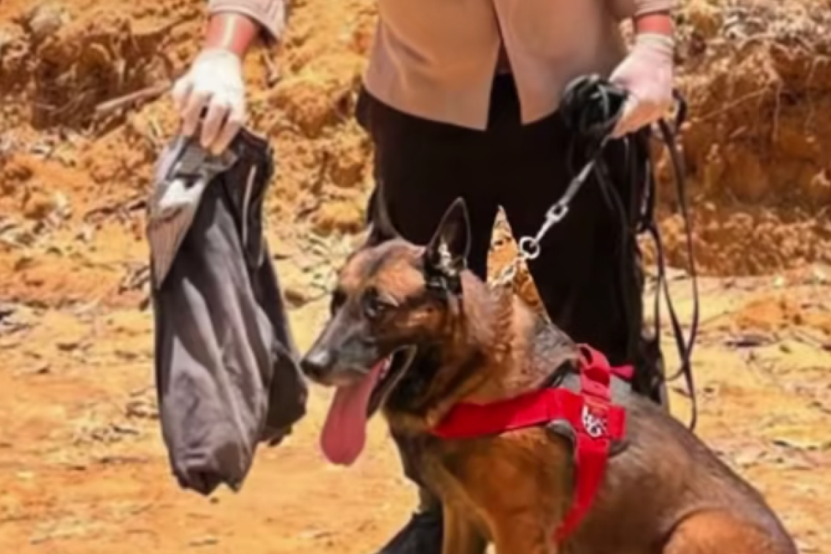 Reno, Anjing Pahlawan K9 Polda Riau yang Gugur dalam Misi Kemanusiaan di Sumatra Barat: Pengabdian Tanpa Batas Hingga Napas Terakhir