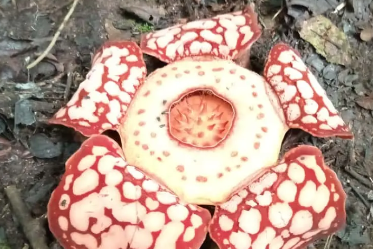 5 Fakta Menarik Rafflesia hasseltii, Bunga Langka Berpenampakan Unik dari Sumatera