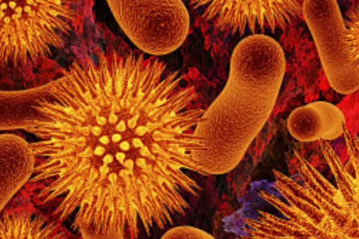 Contoh Kingdom Monera Berdasarkan Kelompok dan Penjelasannya