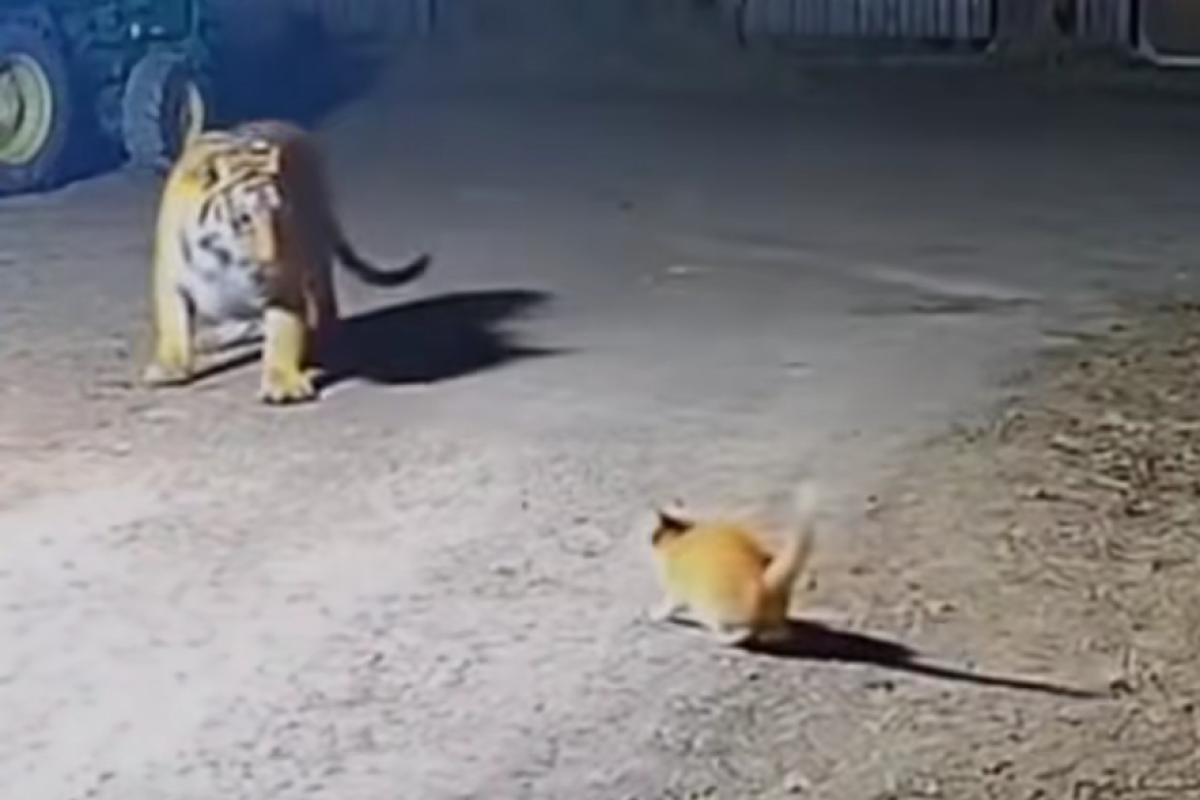 Kenapa Harimau Bisa Takut pada Kucing? Inilah Link Video yang Viral di TikTok, Benarkah Karena Roh Leluhur?
